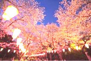 上野　夜桜